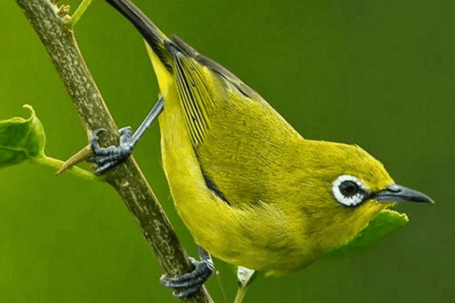 
					Macam-macam Jenis Burung Pleci di Indonesia, Apa Saja? Cek di Sini