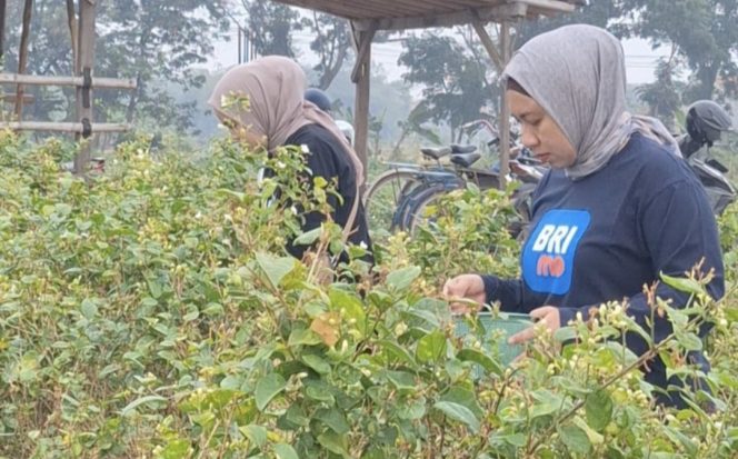 
					Bapekis BRI Slawi Turun ke Kebun Melati, Bantu Pemetik dan Bagikan Jumat Berkah