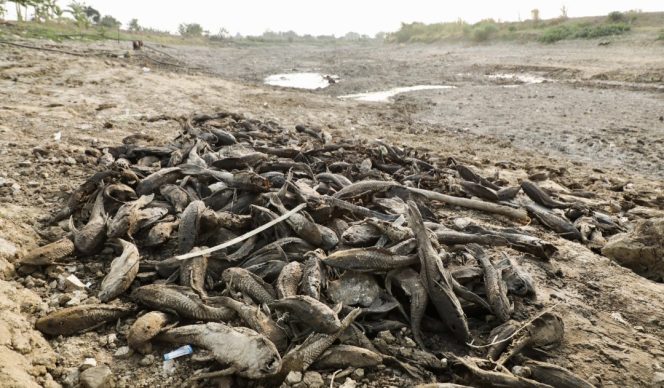 
					Gubernur Luthfi Respons Keluhan Warga Pati, Bangkai Ikan Sapu-Sapu Segera Dikubur