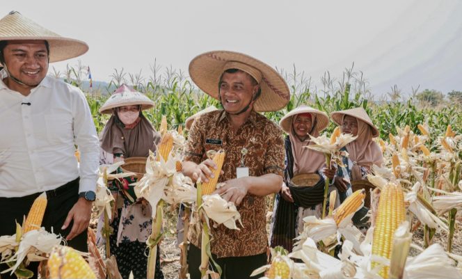 
					Produksi Jagung Tembus 3,7 Juta Ton, Jateng Perkuat Ketahanan Pangan Nasional