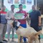 Idul Adha 1445 H, Perwira Pertamina Patra Niaga RJBT yang tersebar di 12 unit operasi yang berada di Jateng dan DIY, membagikan 48 ekor sapi dan 94 ekor kambing qurban.